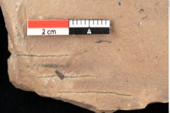 Foto (Detailsansicht) von Quercus palaeoilex Ettingshausen (NHMW-GEO-2024-0188-0845)